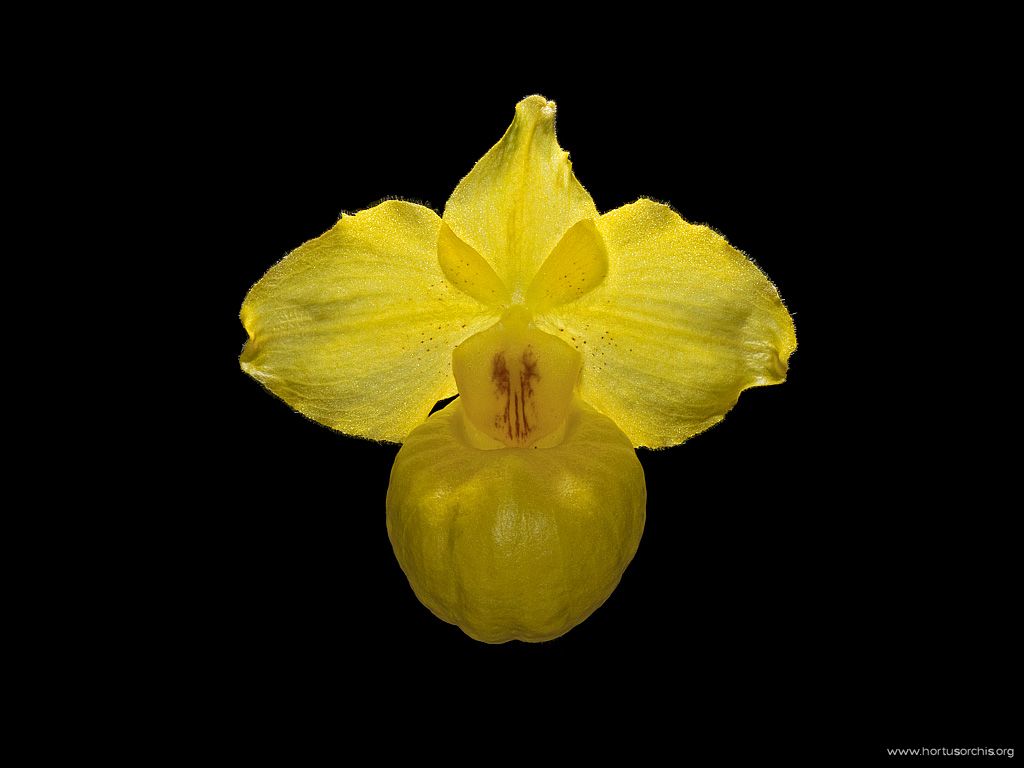 Paphiopedilum armeniacum