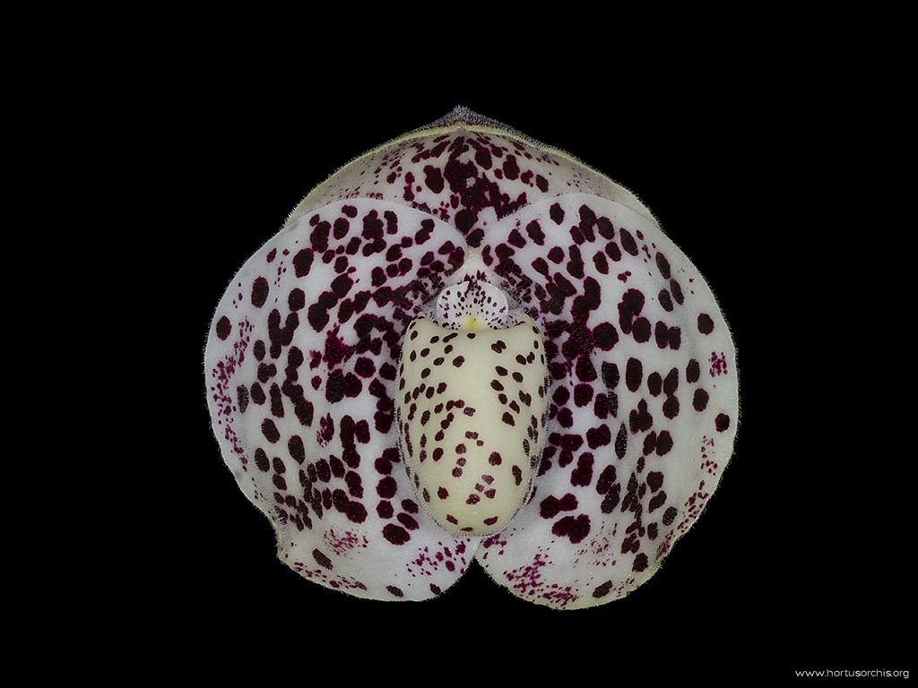 Paphiopedilum bellatulum