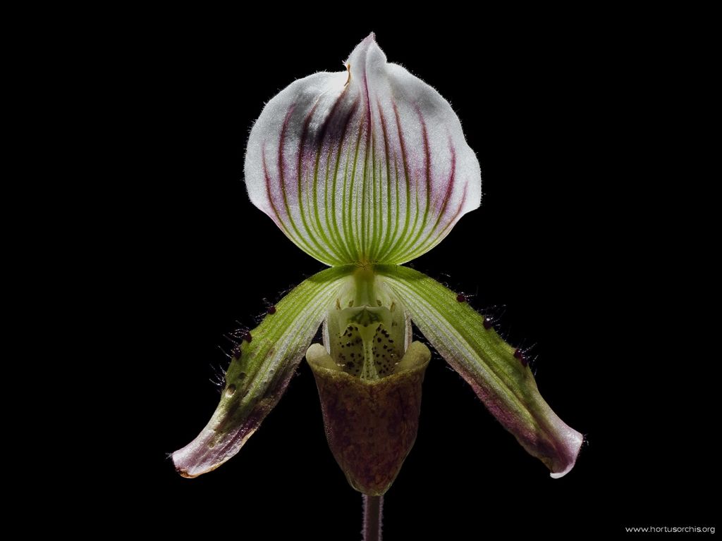 Paphiopedilum callosum var. sublaeve