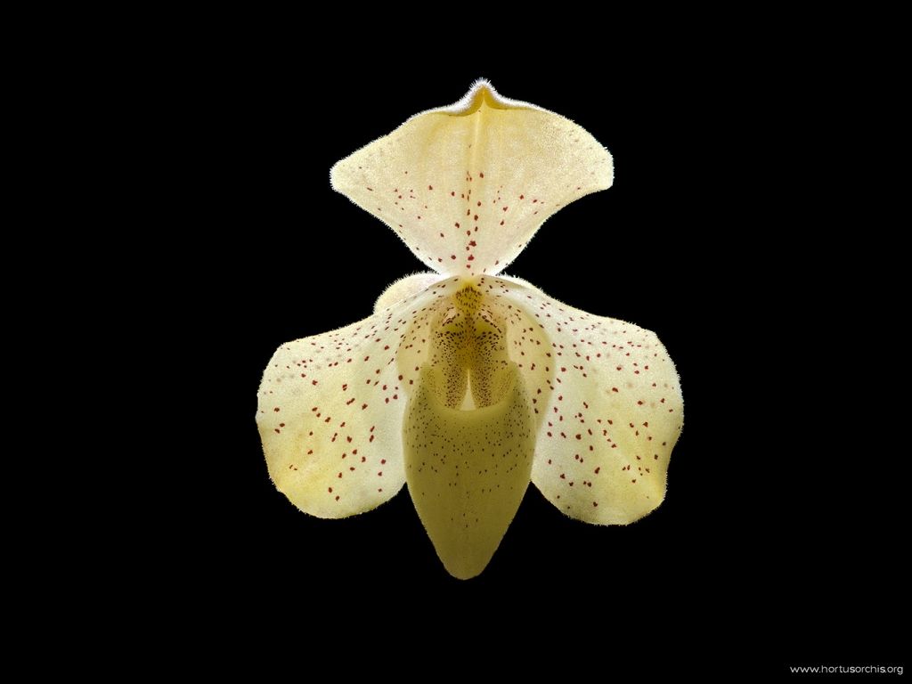 Paphiopedilum concolor