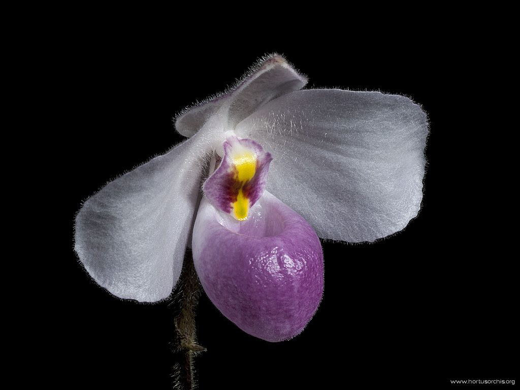 Paphiopedilum delenatii