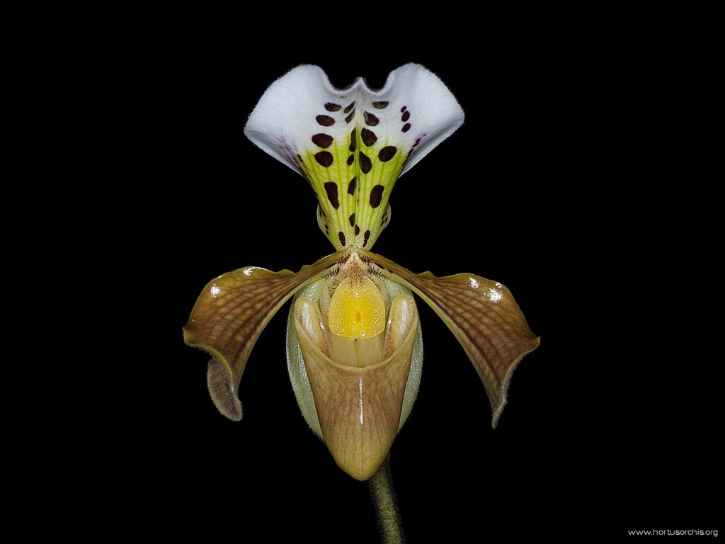 Paphiopedilum gratrixianum