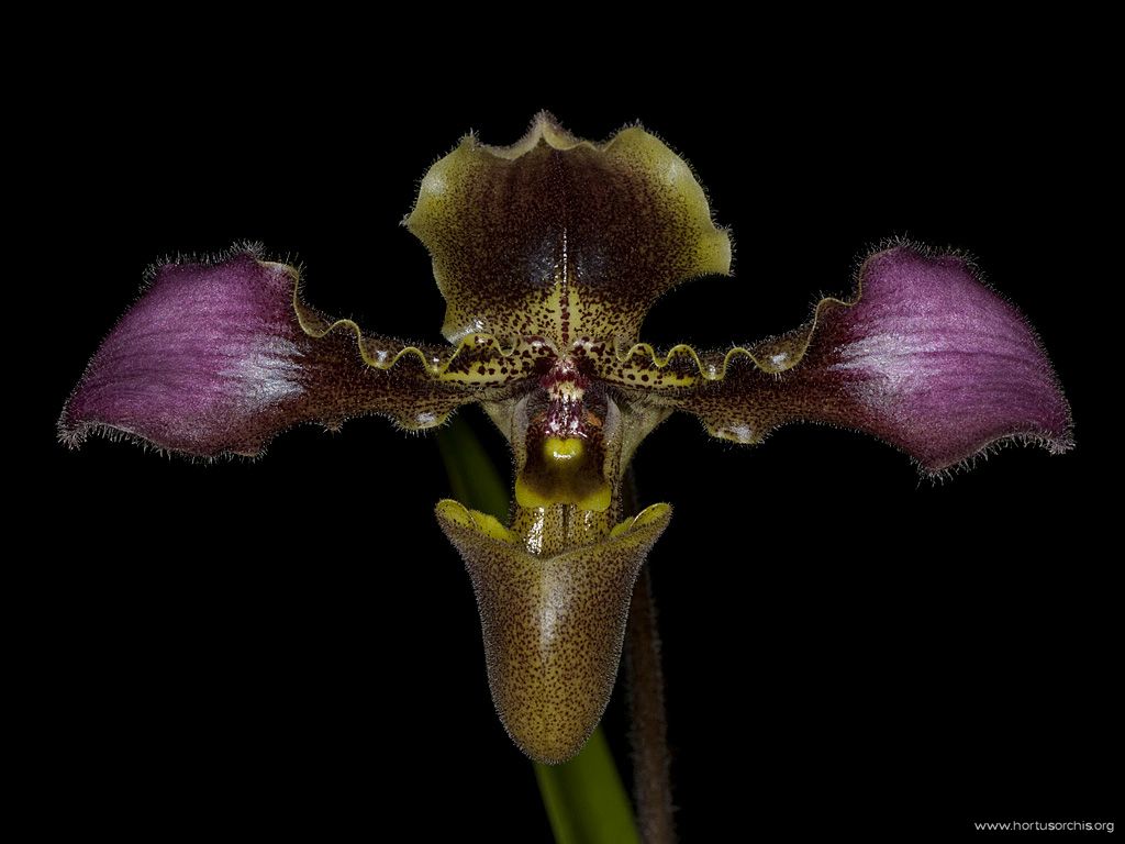 Paphiopedilum hirsutissimum