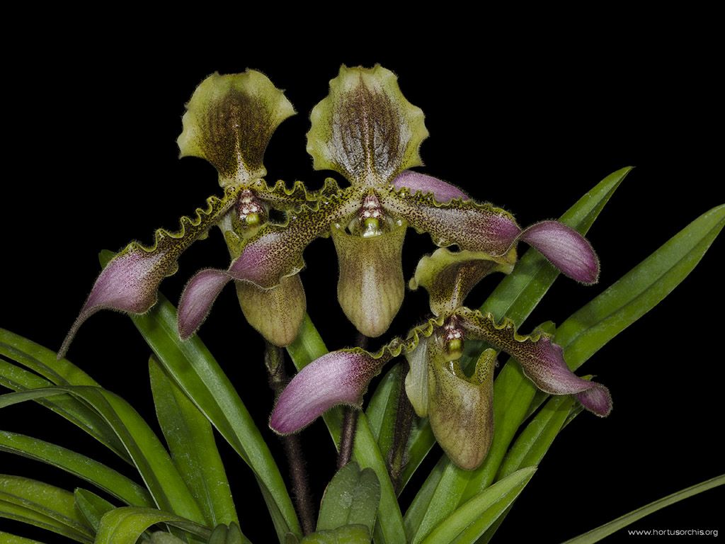 Paphiopedilum hirsutissimum 2