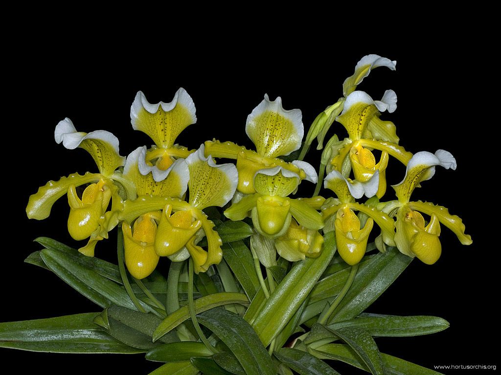 Paphiopedilum insigne f. sanderae