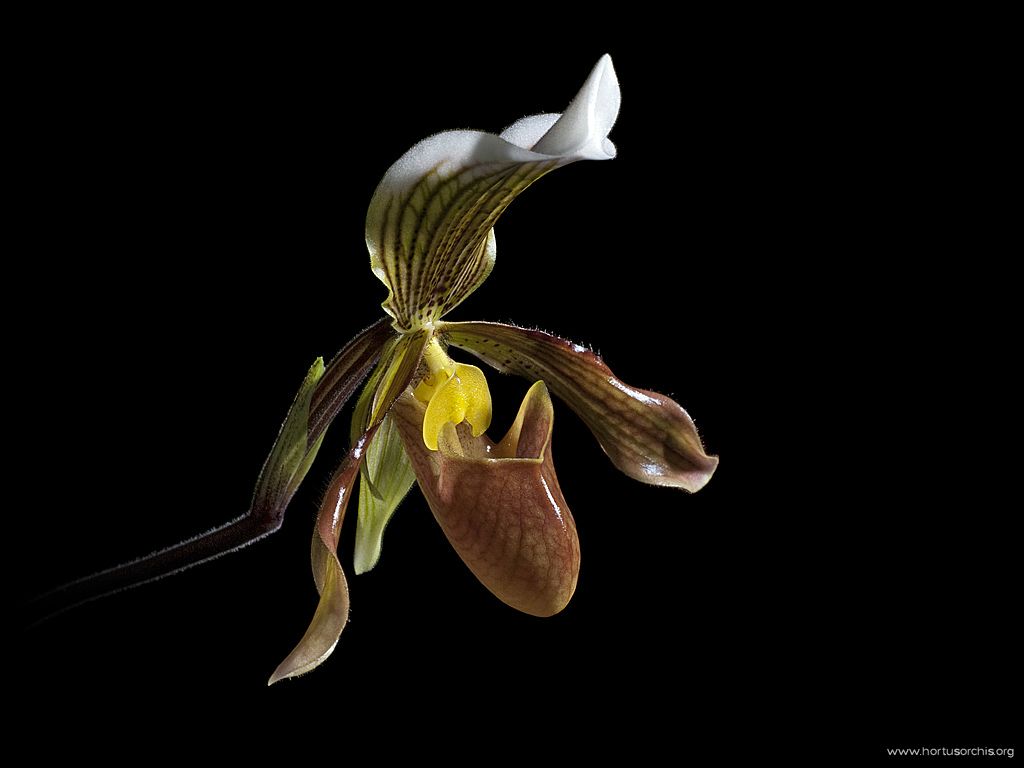 Paphiopedilum javanicum