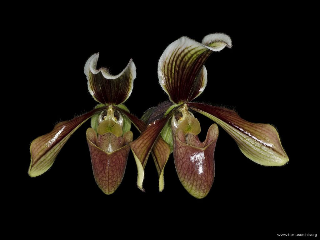 Paphiopedilum superbum x Harrisoniana