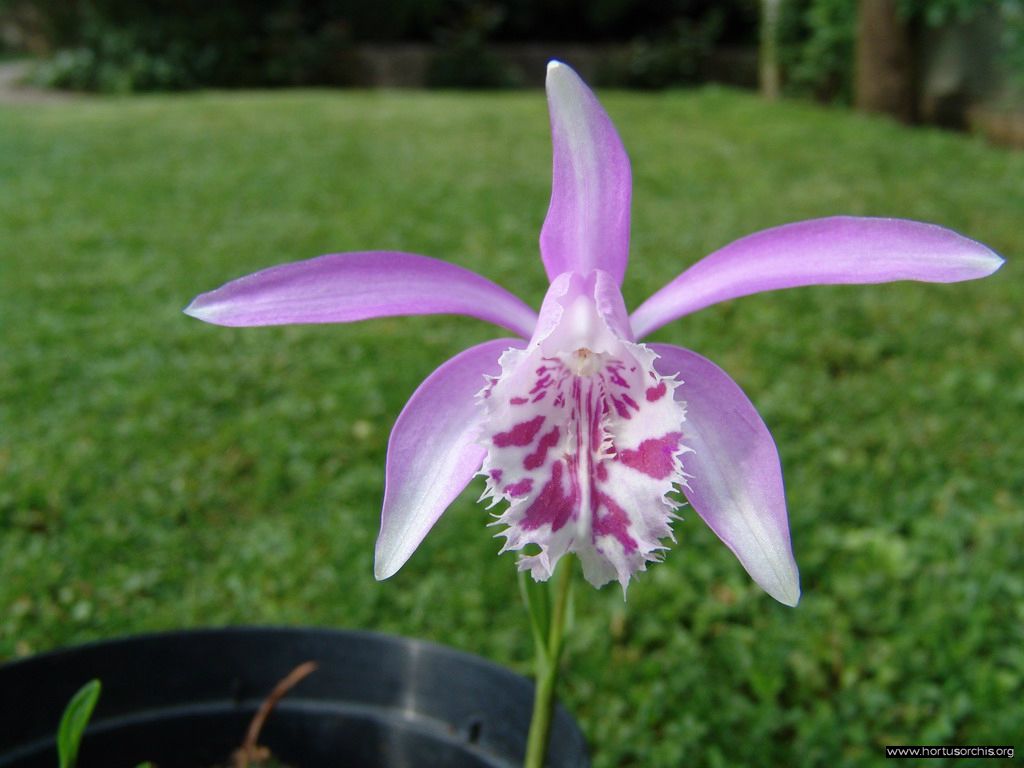 Pleione Wenya