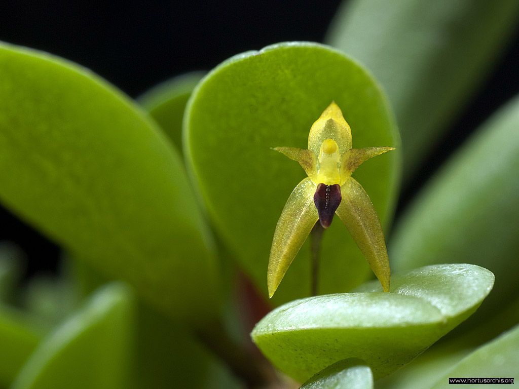 Pleurothallis sertularioides