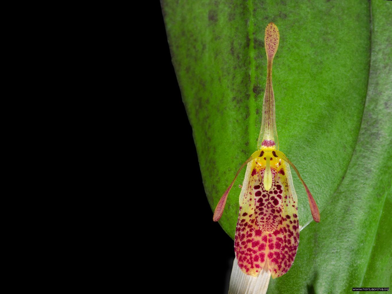 Restrepia muscifera