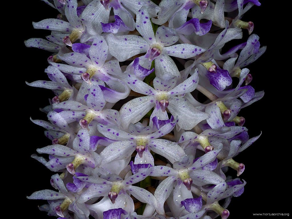 Rhynchostylis gigantea 02