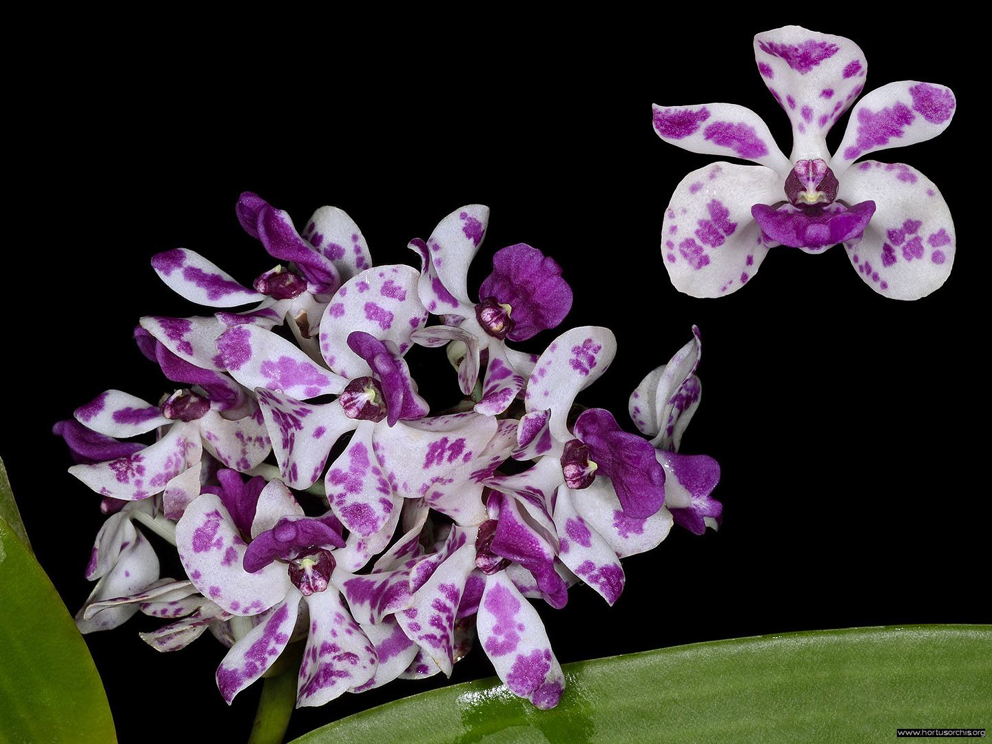 Rhynchostylis gigantea pink