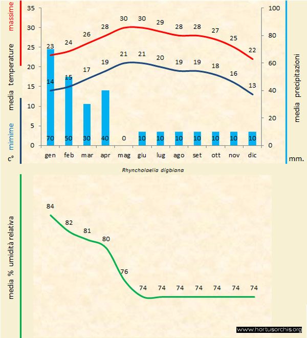Rhyncholaelia digbiana b gr it