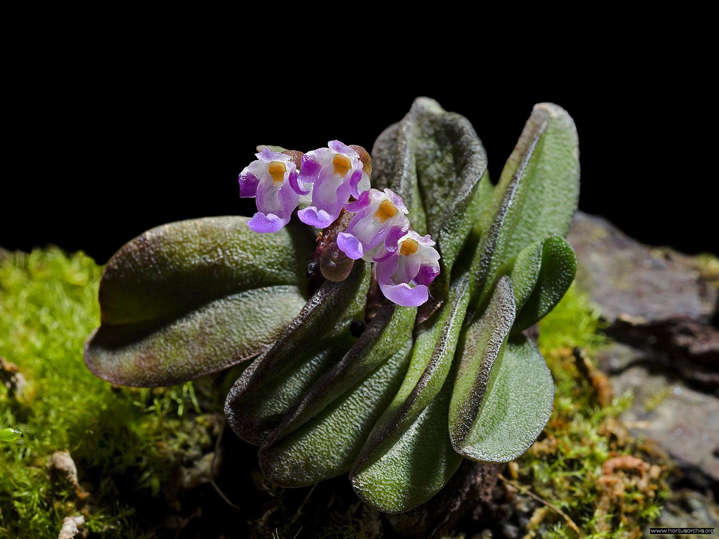 Schoenorchis fragrans