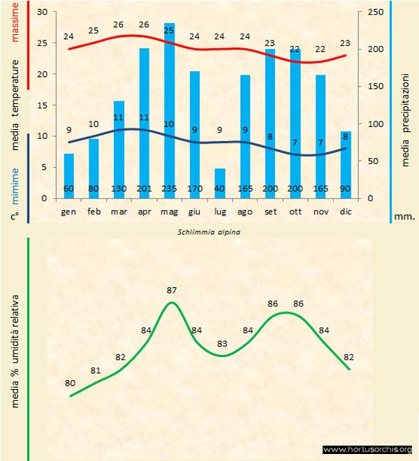 Schlimmia alpina b gr it