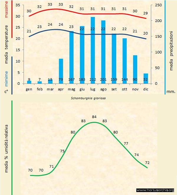 Schomburgkia gloriosa b gr it