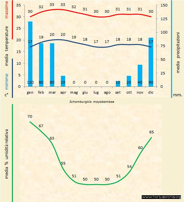 Schomburgkia moyobambae b gr it