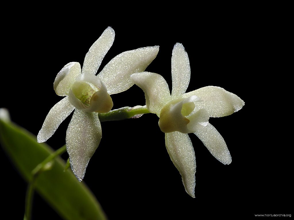 Thrixspermum saruwatarii