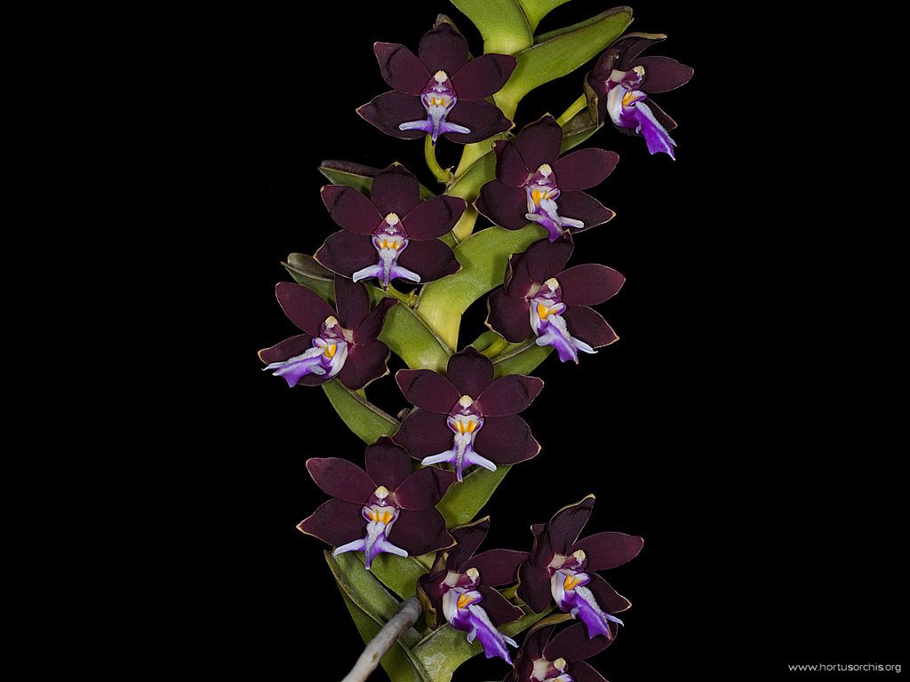 Trichoglottis brachiata