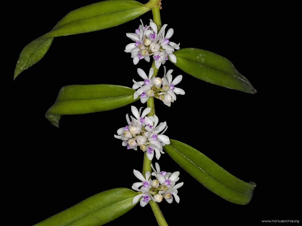 Trichoglottis rosea