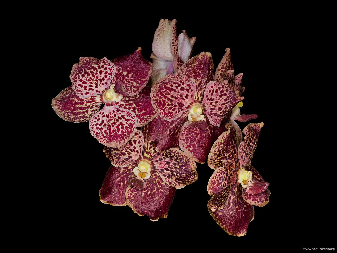 Vanda Divana Mahogany