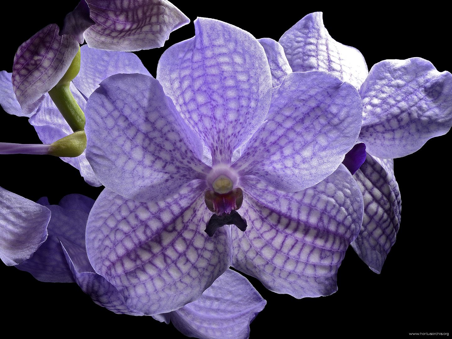 Vanda Rothschildiana 2