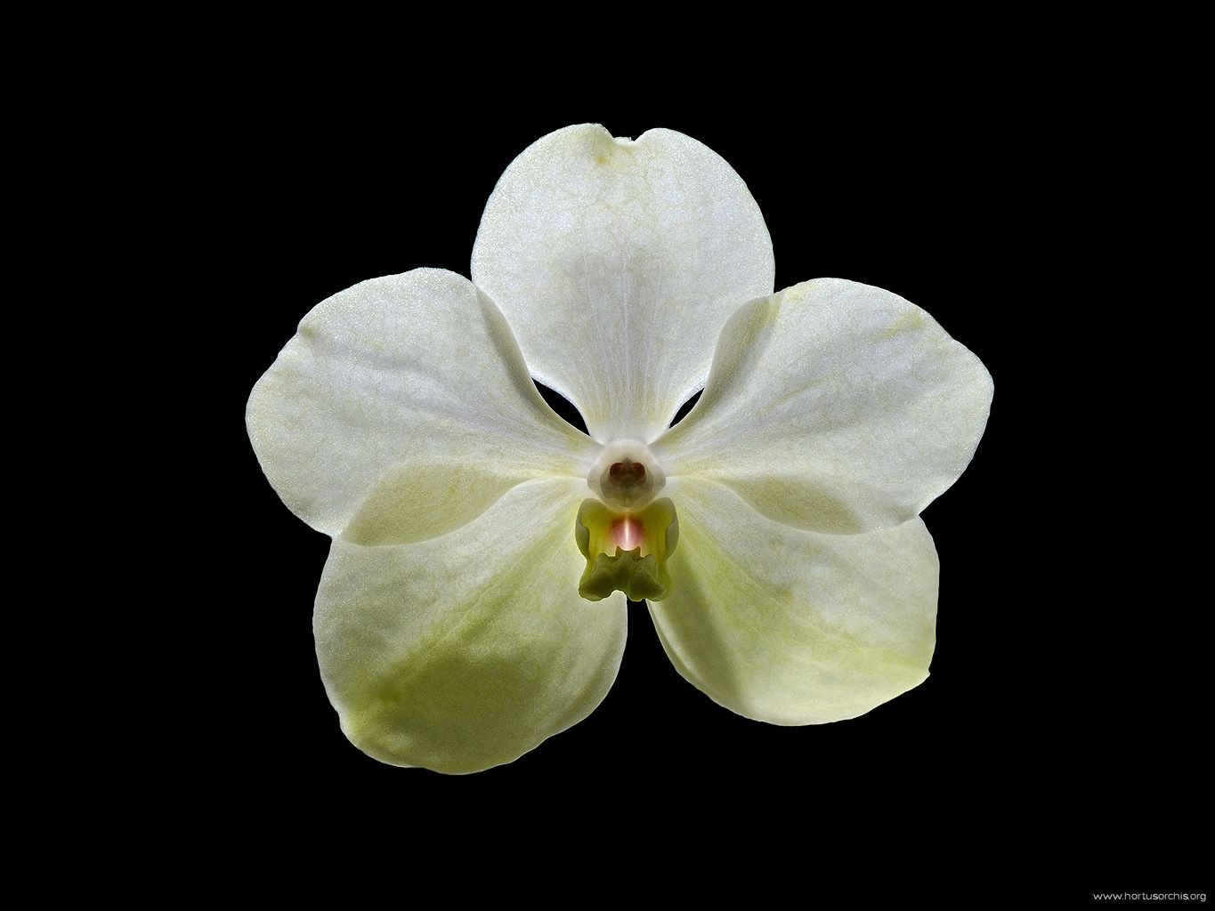 Vanda Tayanee White