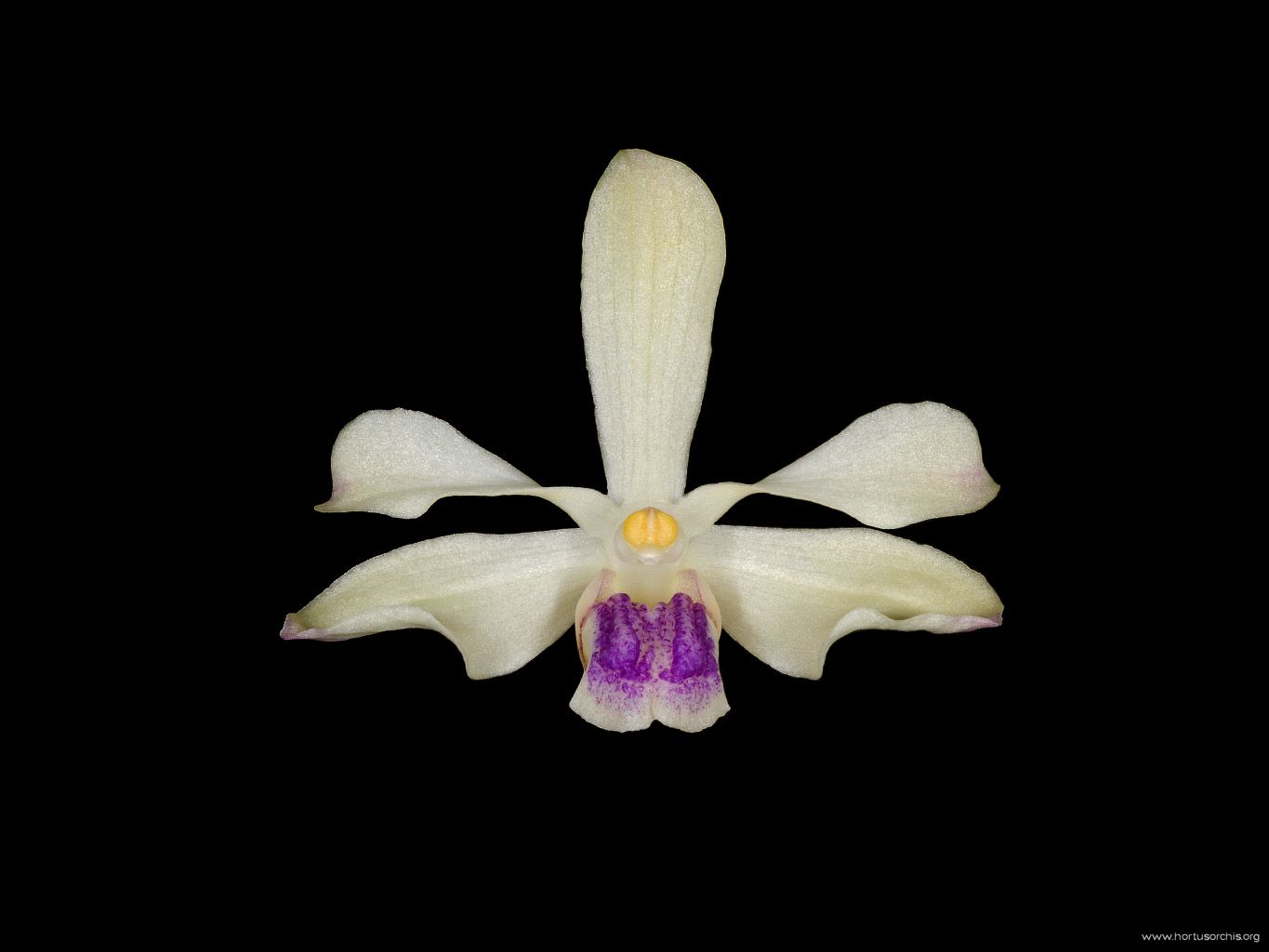 Vanda coerulescens