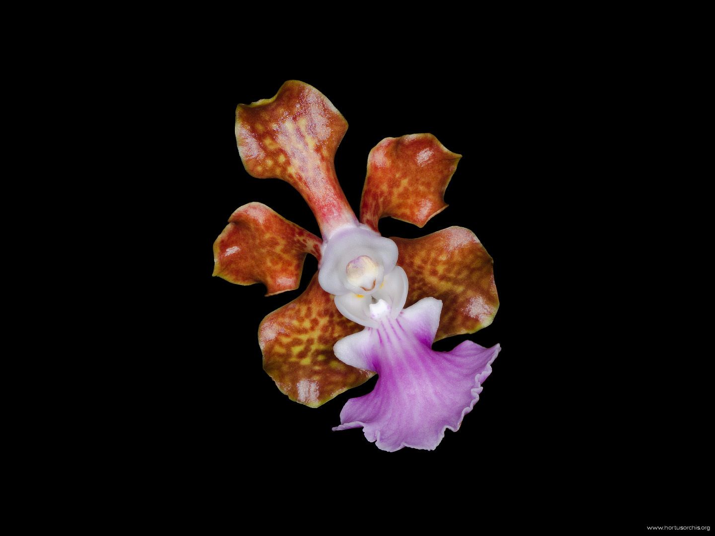 Vanda insignis