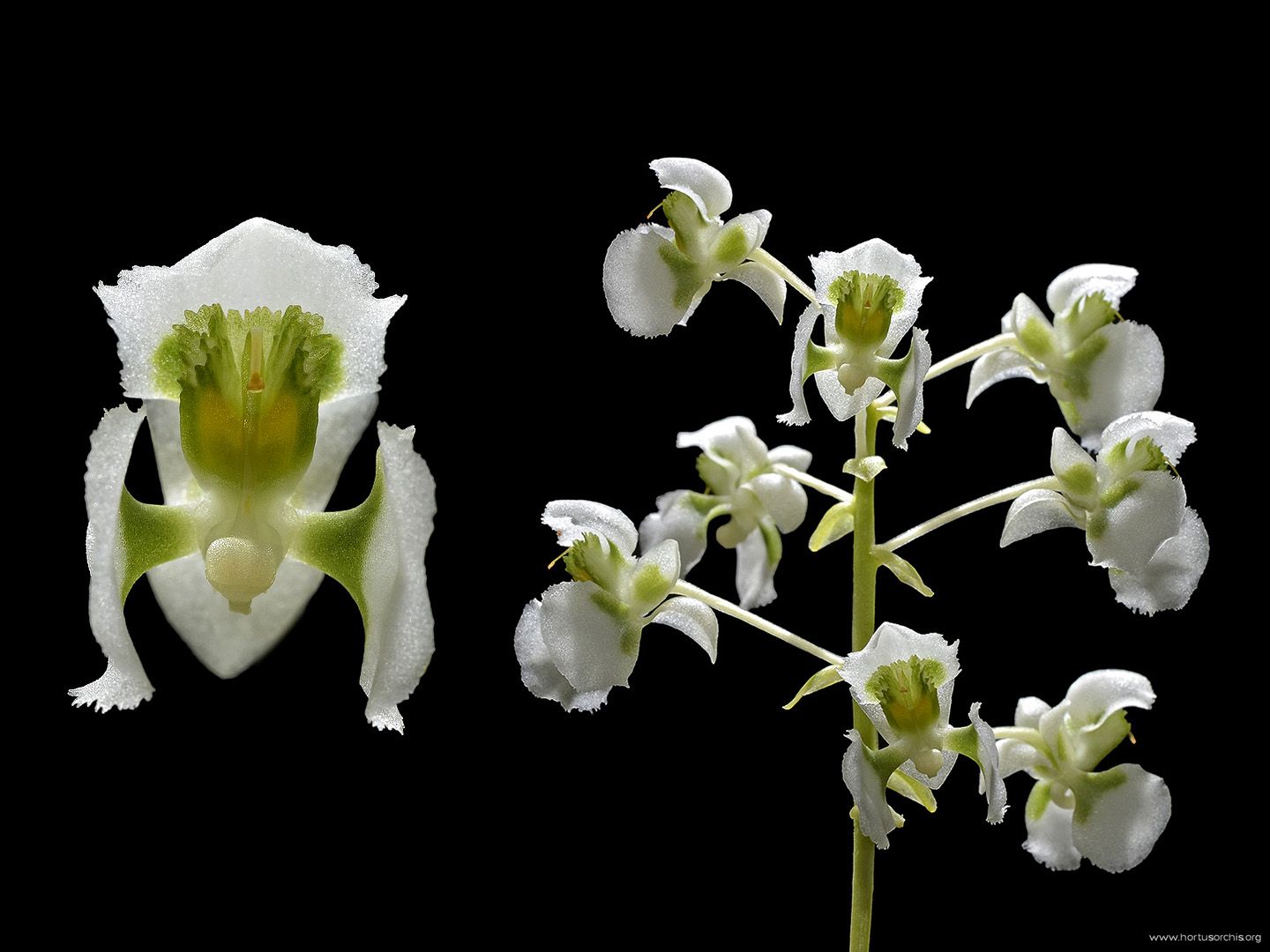 Zygostates grandiflora