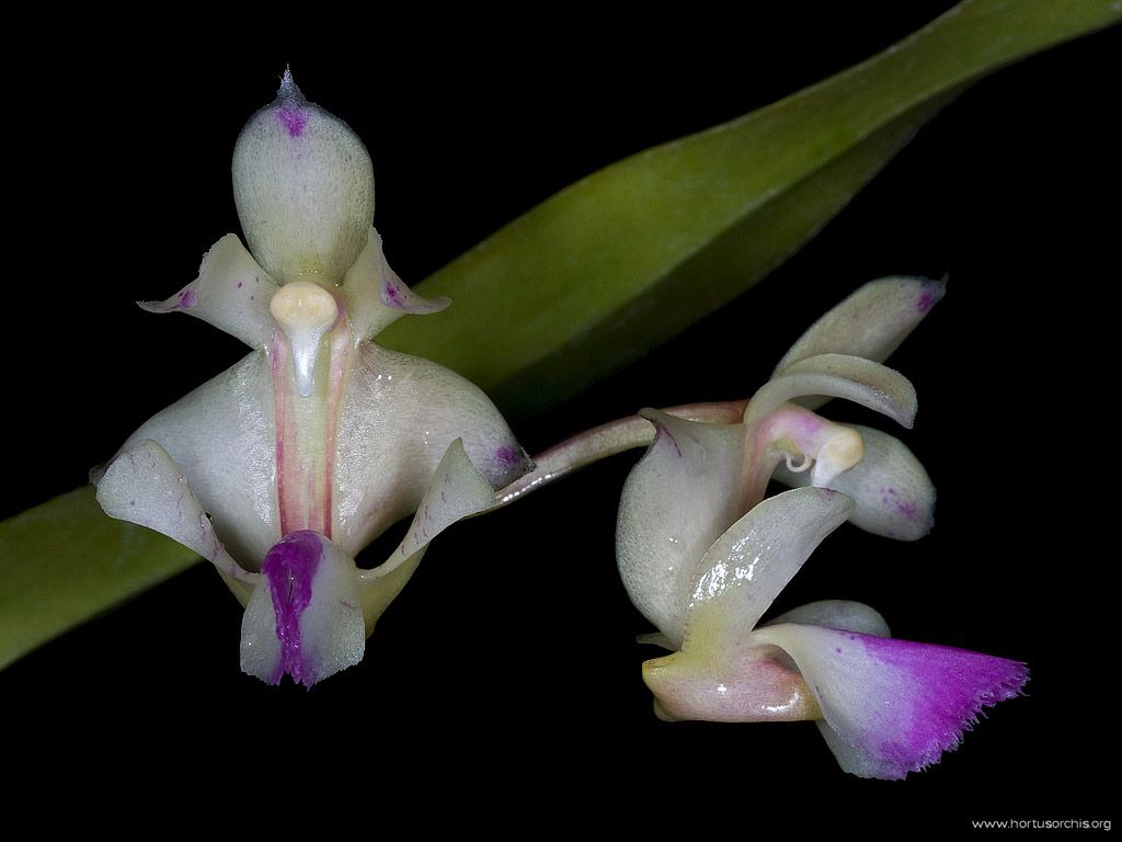 Aerides falcata