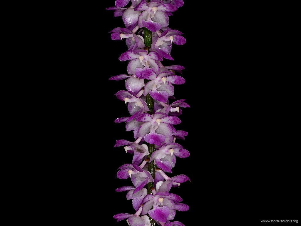 Aerides multiflora