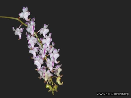 Aerides odoratum .1