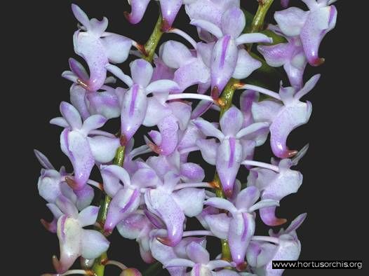 Aerides odoratum .2