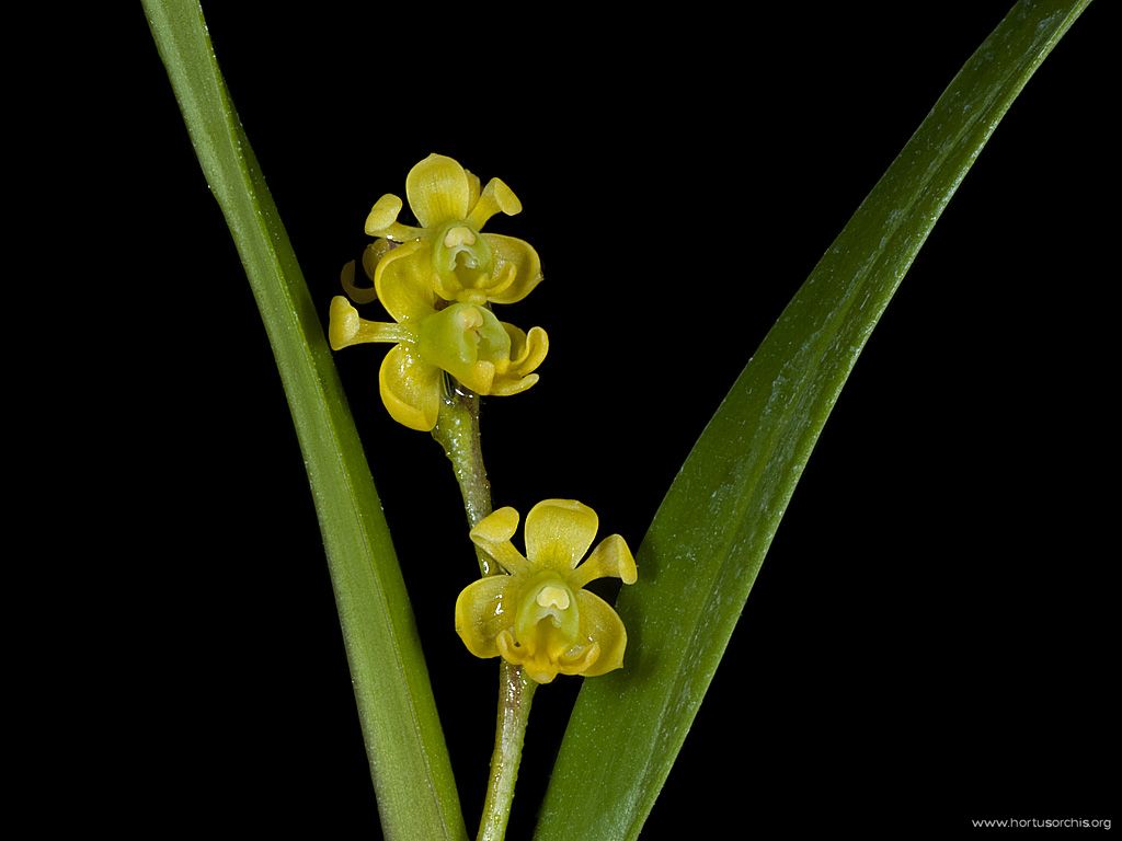 Amblostoma cernua