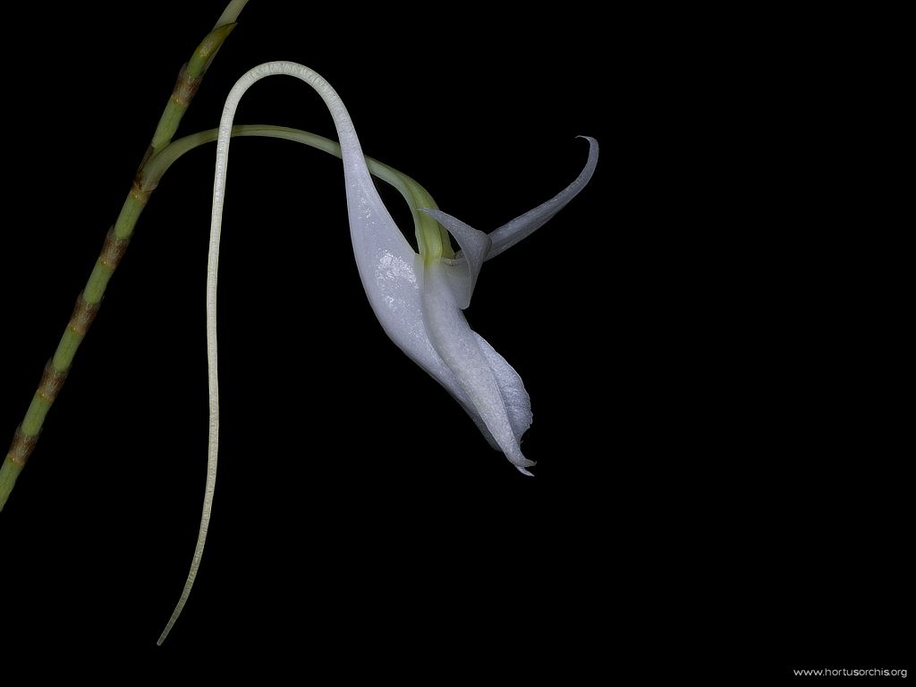 Angraecum leonis