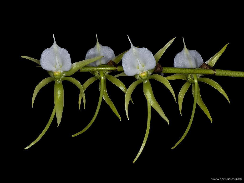 Angraecum longicalcar