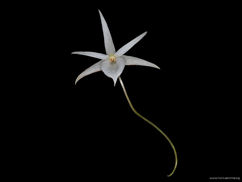 Angraecum rutenbergianum