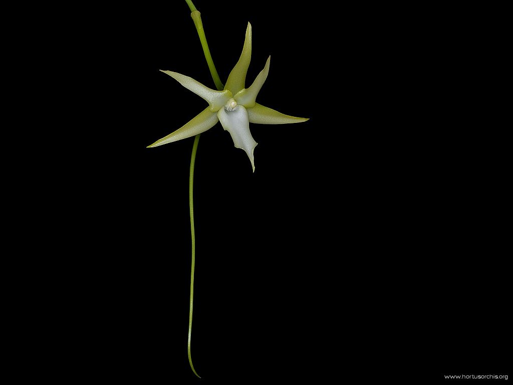 Angraecum sesquipedale