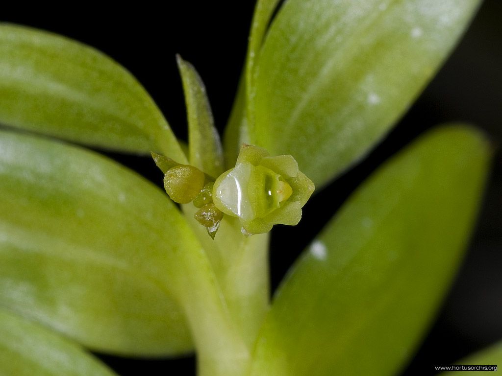 Appendicula reflexa