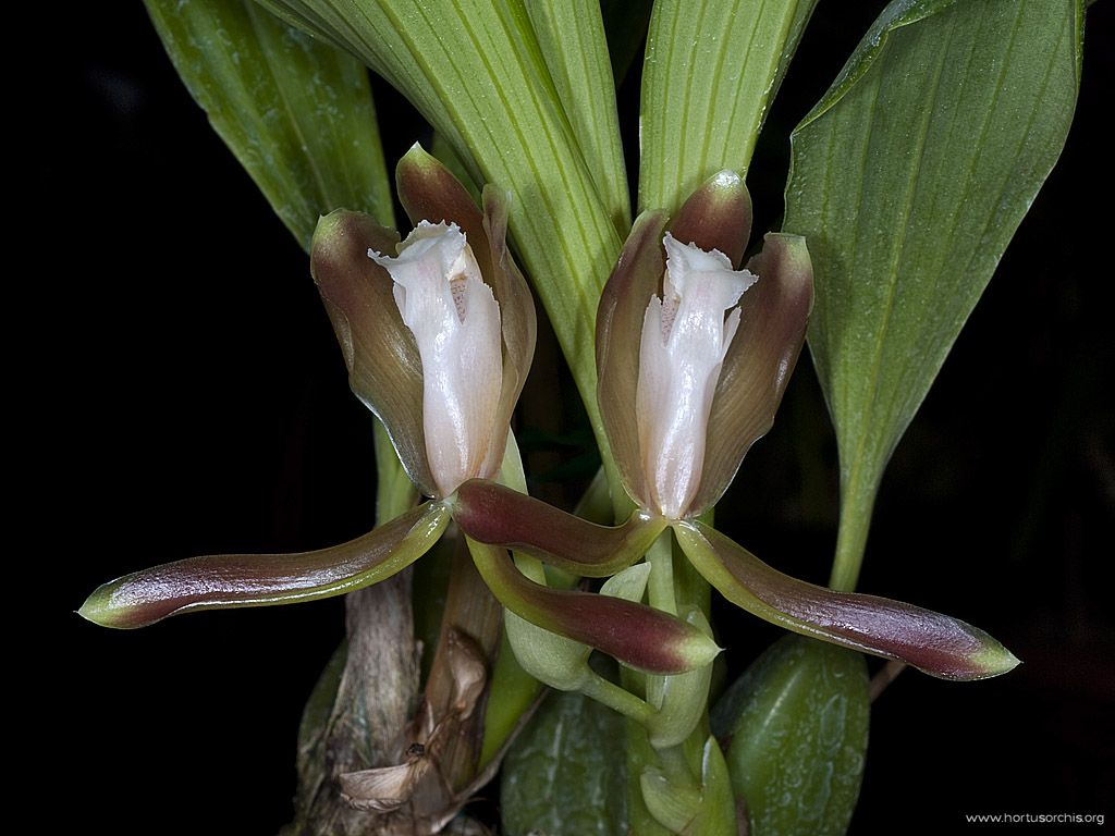 Batemannia colleyi