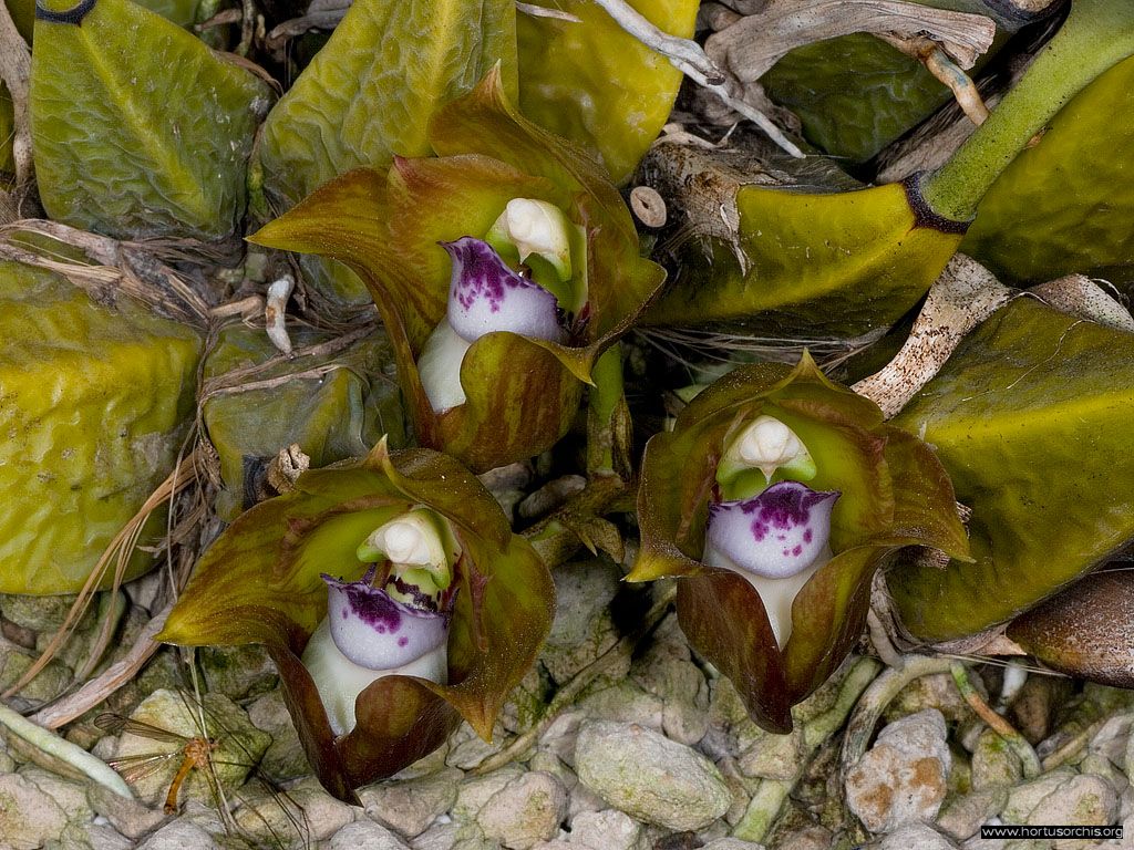 Bifrenaria tetragona