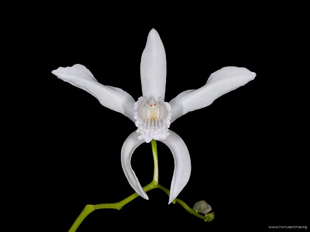 Bletilla striata alba