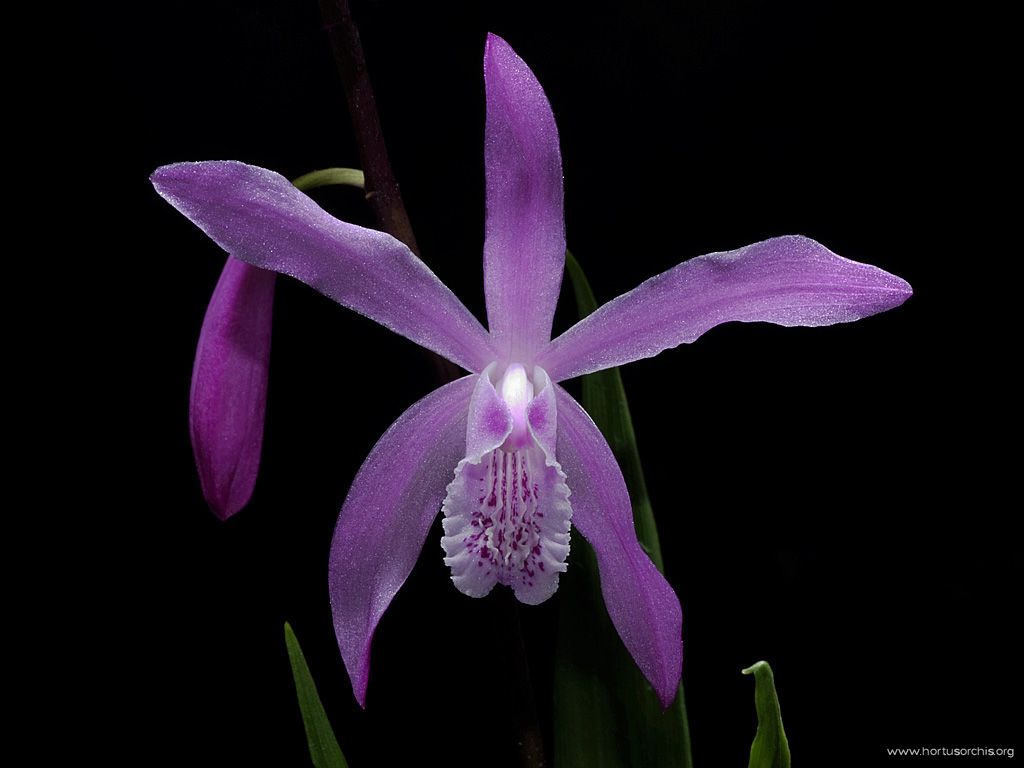 Bletilla szetschuanica