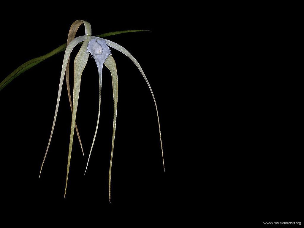 Brassavola cucullata