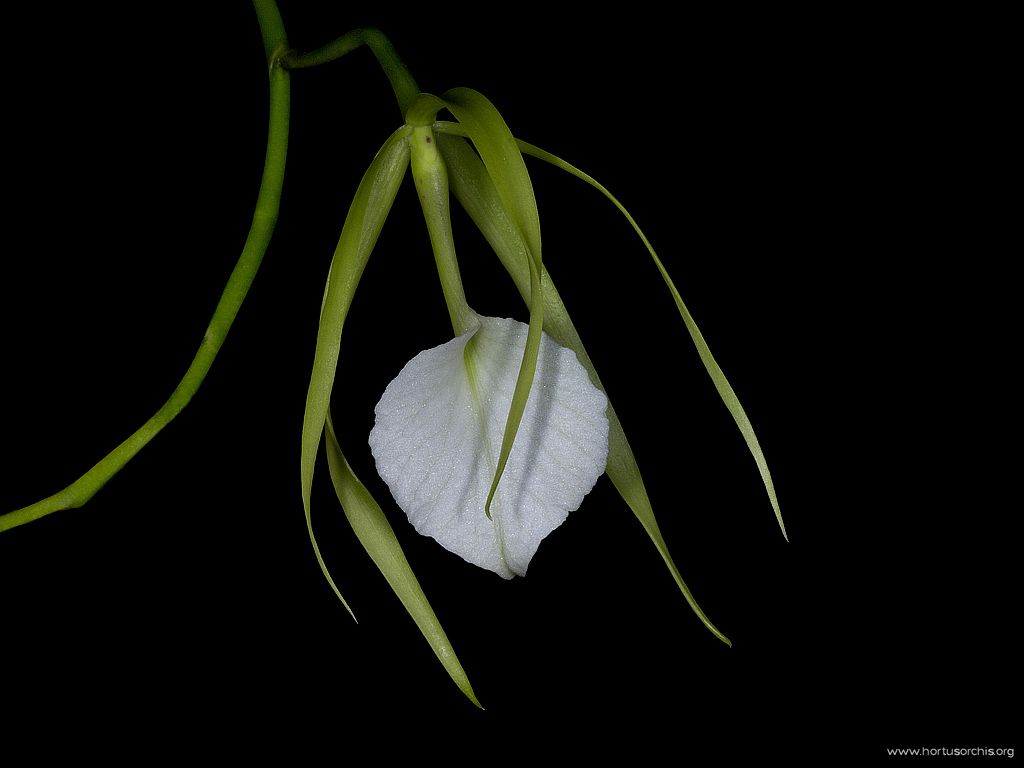 Brassavola nodosa