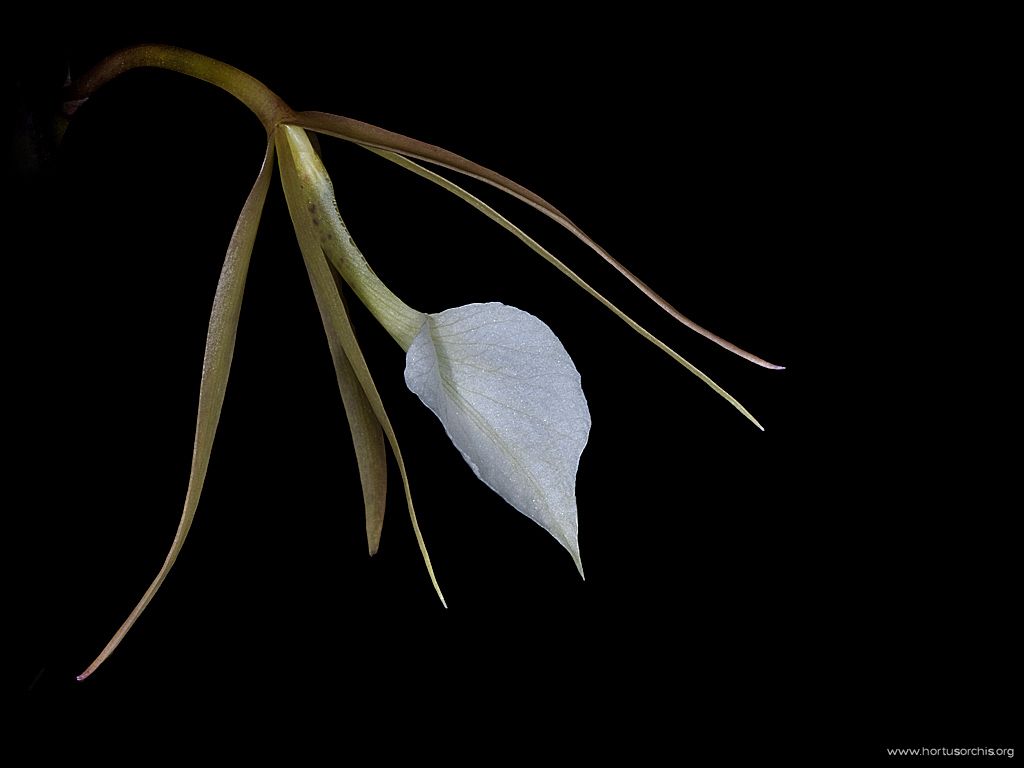 Brassavola venosa