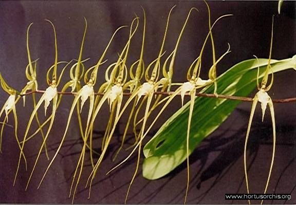 b_0_0_0_10_images_stories_foto-specie-botaniche_Brassia_arcuigera.jpg