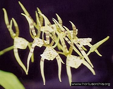 b_0_0_0_10_images_stories_foto-specie-botaniche_Brassia_maculata.jpg