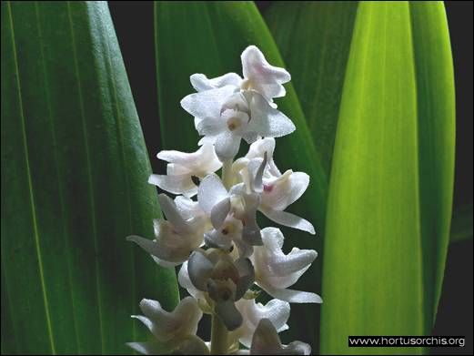 Bryobium hyacinthoides